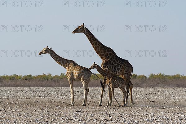 Angolan giraffes,