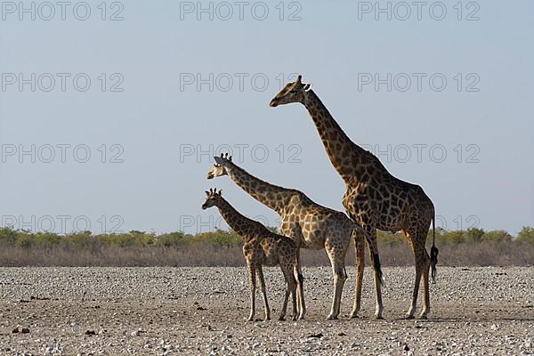 Angolan giraffes,