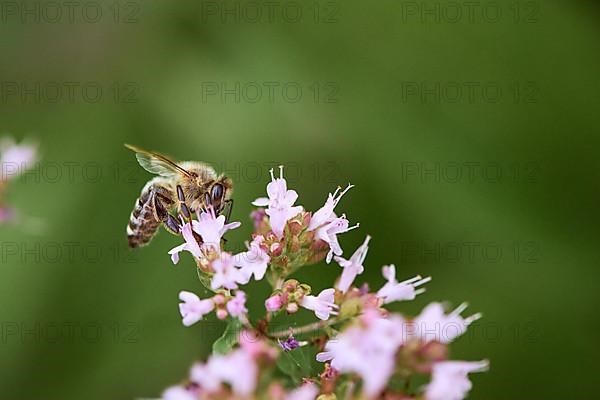 European honey bee,