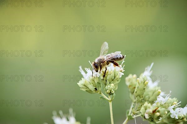 European honey bee,