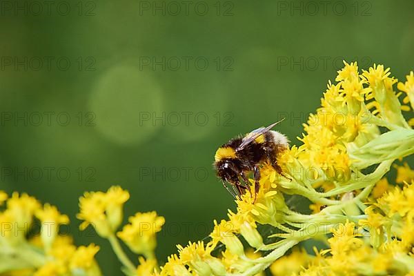 Garden bumblebee,