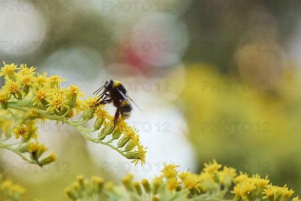 Garden bumblebee,