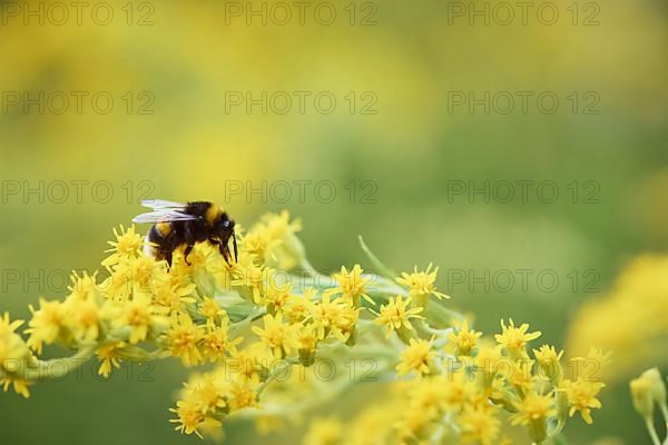 Garden bumblebee,
