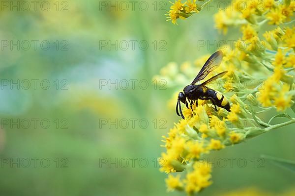 Bristly dagger wasp,