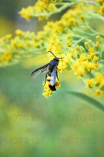 Bristly dagger wasp,