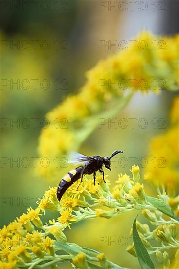 Bristly dagger wasp,