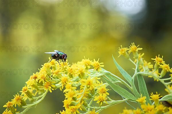 Common green bottle fly,