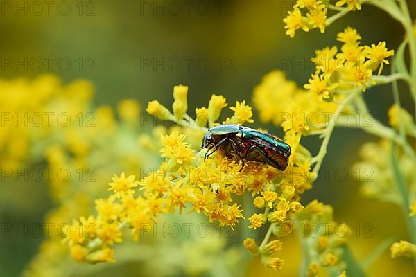 Rose chafer,