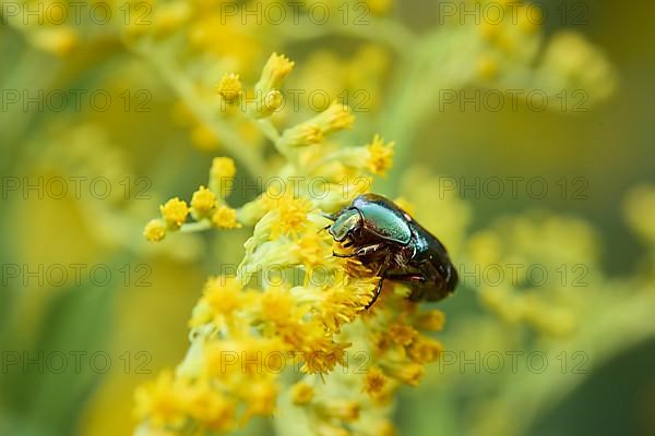 Rose chafer,