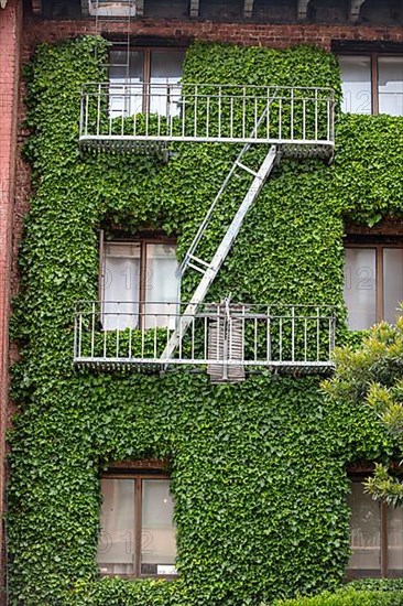 Windows and escape stairs, downtown building