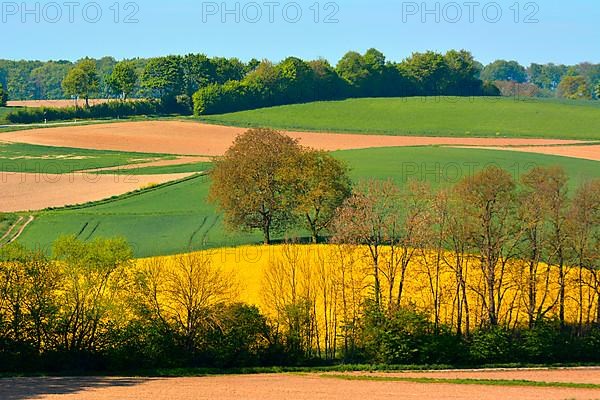 Landscape with fields in spring