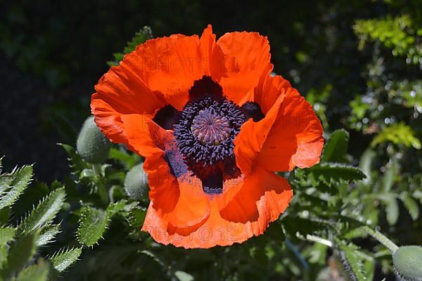 Oriental poppy in bloom in the garden