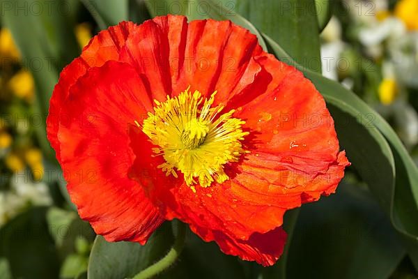 Iceland poppy