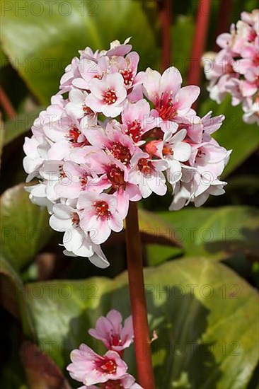 Purple himalayan saxifrage