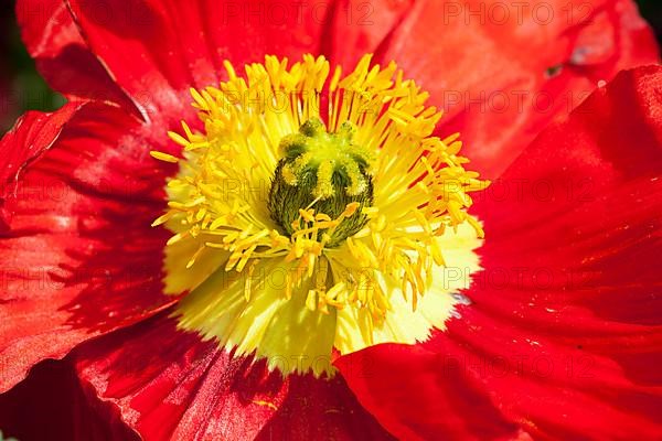 Iceland poppy