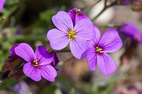 Aubrietas