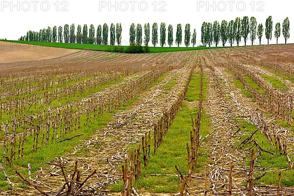 Mown maize field