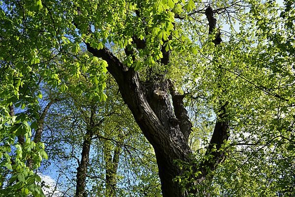 Chestnut Tree Baden-Wuerttemberg