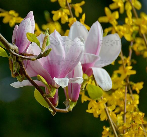 Magnolia blossoms with flowering forsythia in the garden