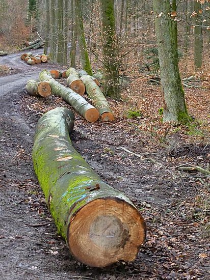 Maulbronn deciduous forest in winter