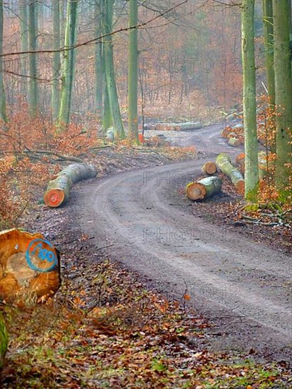 Forest path