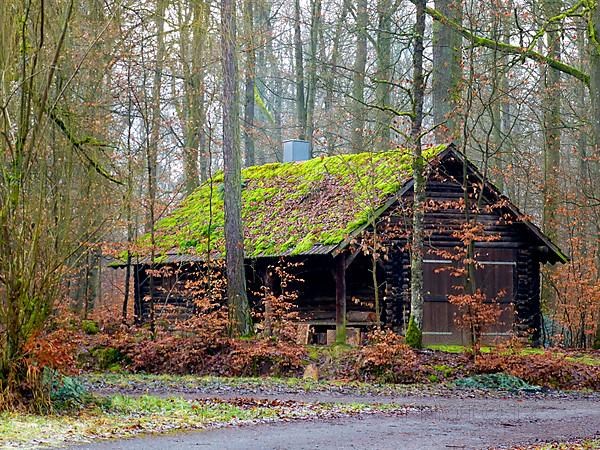 Maulbronn deciduous forest in winter