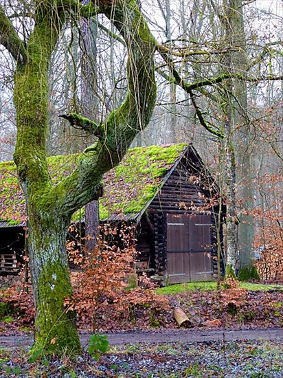 Maulbronn deciduous forest in winter