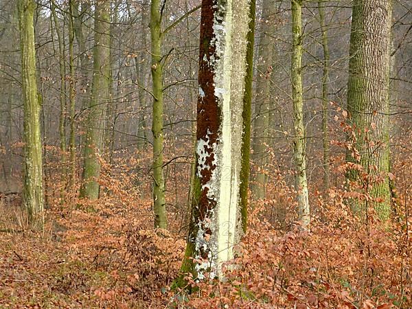 Maulbronn deciduous forest in winter