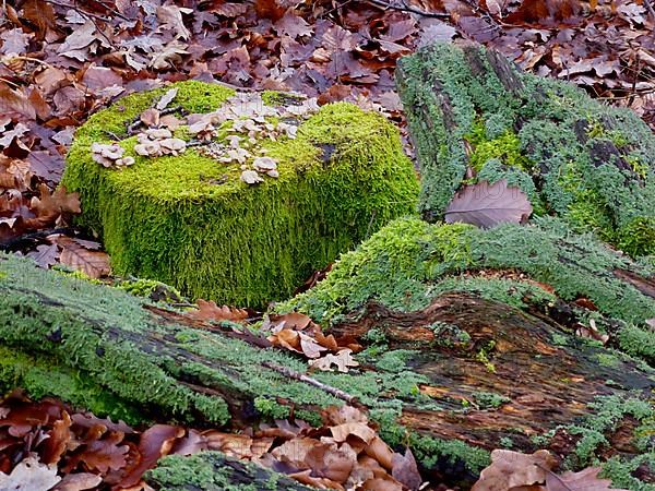 Old tree trunk overgrown with moss in deciduous forest