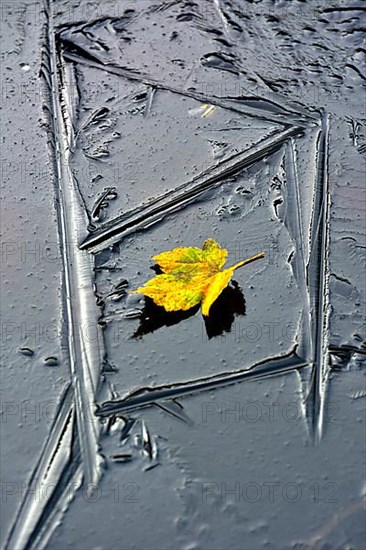 Ice in the garden pond with colourful maple leaf