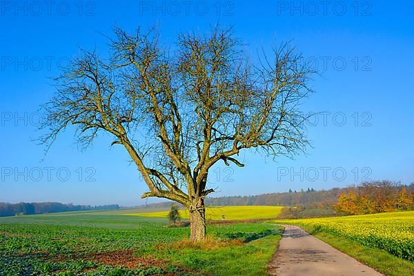 BW. Wuerttemberg Autumn landscape