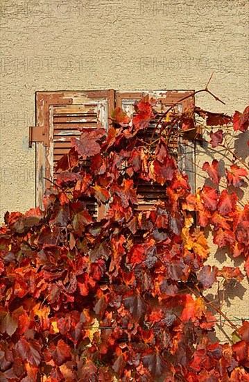 Red grape leaves in autumn at vineyard hut