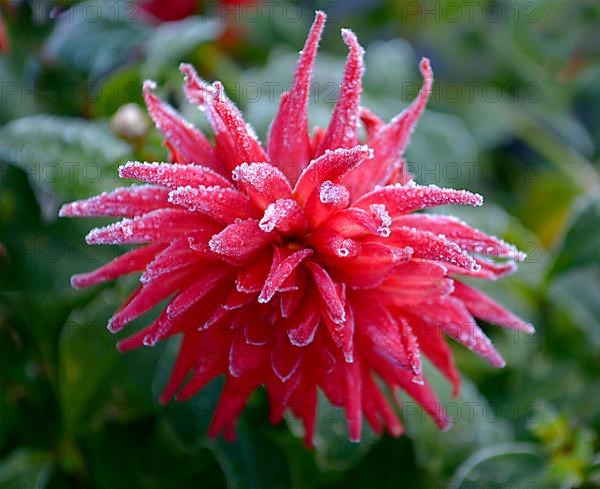 Red semicactus dahlia with hoarfrost in the garden