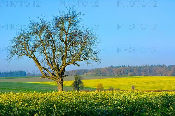 BW. Wuerttemberg Autumn landscape