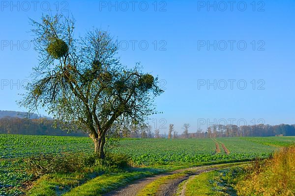 BW. Wuerttemberg Autumn landscape