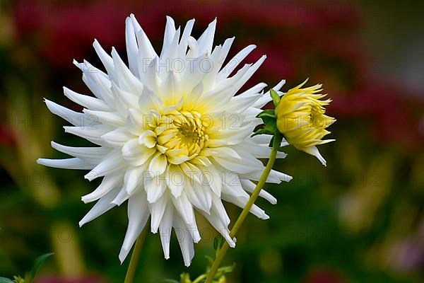 Semicactus dahlia in white flowering in the garden