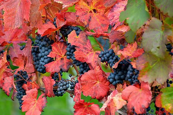 Red wine grapes on the vine with colourful leaves in autumn