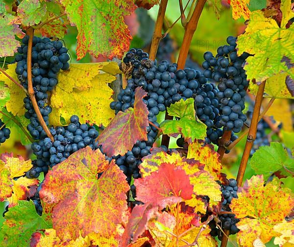 Red wine grapes on the vine with colourful leaves in autumn