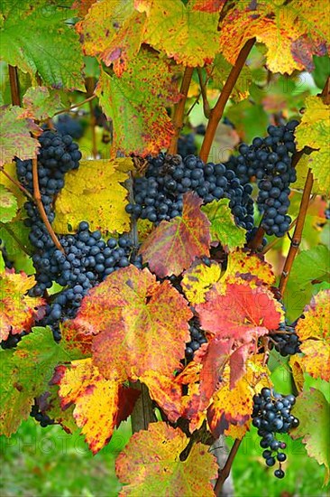 Red wine grapes on the vine with colourful leaves in autumn