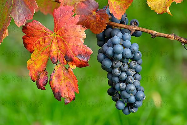 Red wine grapes on the vine with colourful leaves in autumn