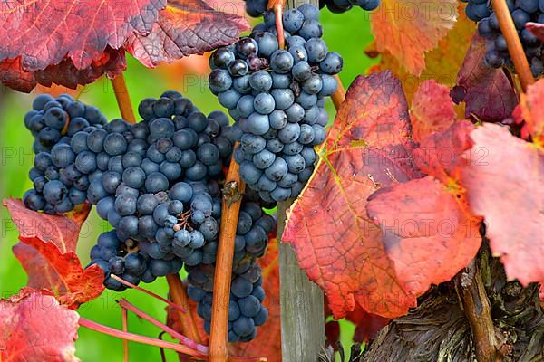 Red wine grapes on the vine with colourful leaves in autumn