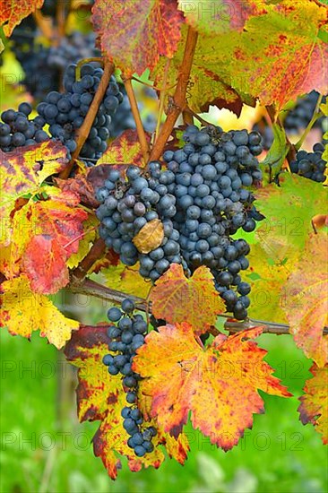 Red wine grapes on the vine with colourful leaves in autumn