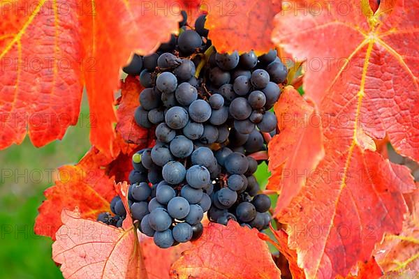 Red wine grapes on the vine with colourful leaves in autumn