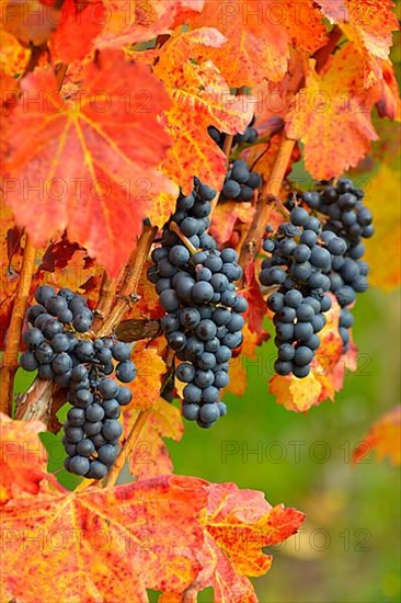 Red wine grapes on the vine with colourful leaves in autumn
