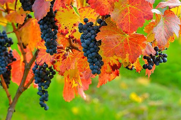 Red wine grapes on the vine with colourful leaves in autumn