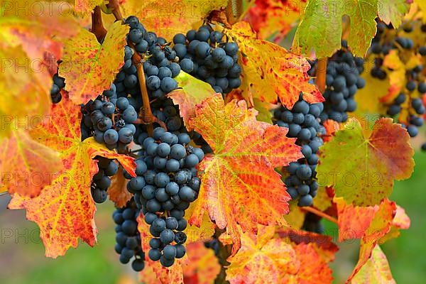 Red wine grapes on the vine with colourful leaves in autumn