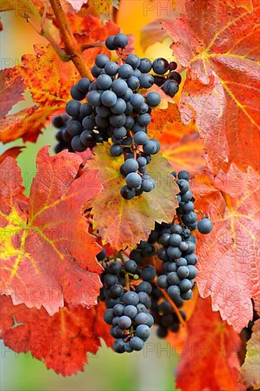 Red wine grapes on the vine with colourful leaves in autumn