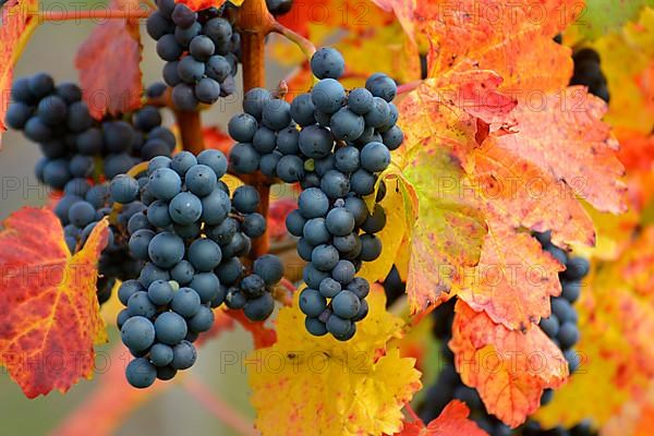 Red wine grapes on the vine with colourful leaves in autumn