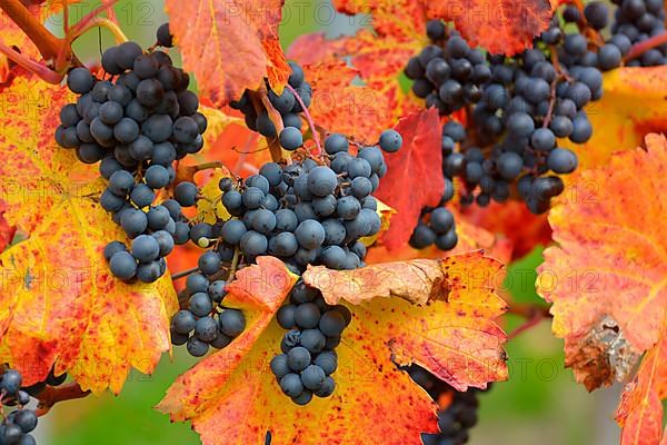 Red wine grapes on the vine with colourful leaves in autumn