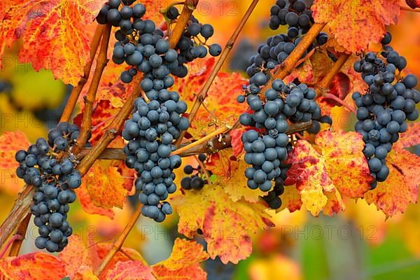 Red wine grapes on the vine with colourful leaves in autumn
